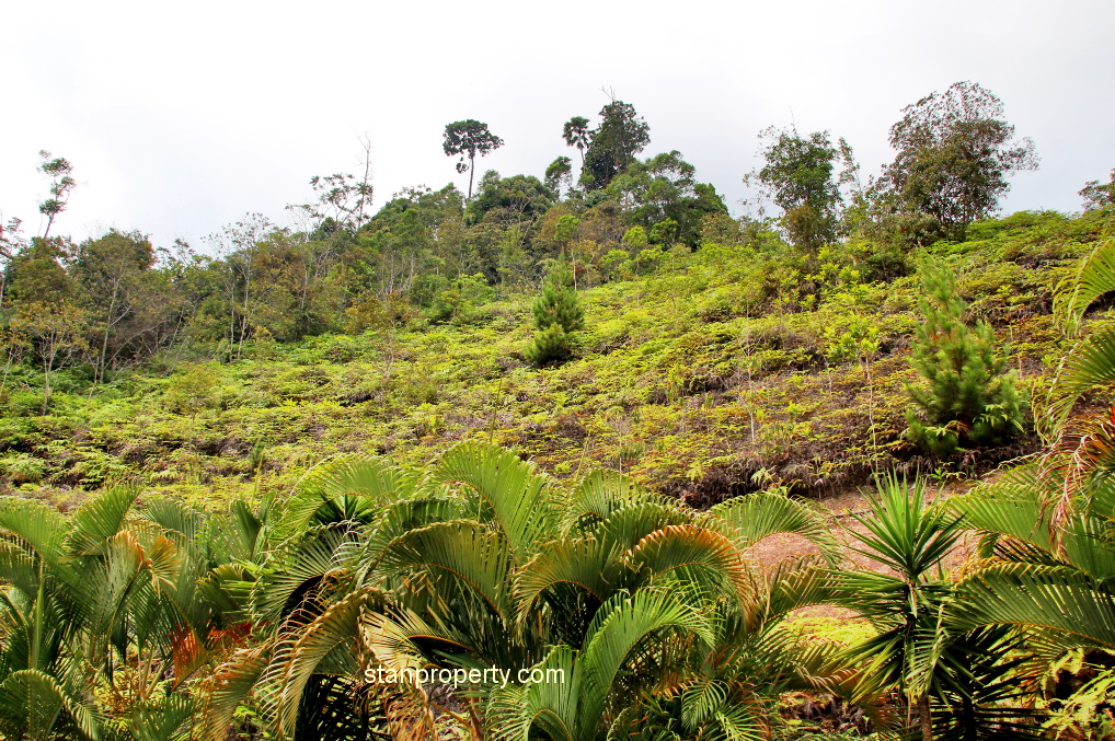 Resort Bungalow Land