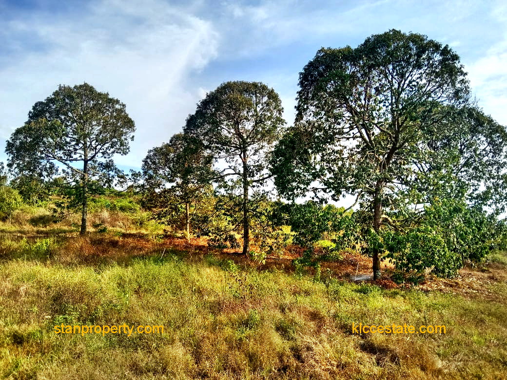Simpang Petang Land
