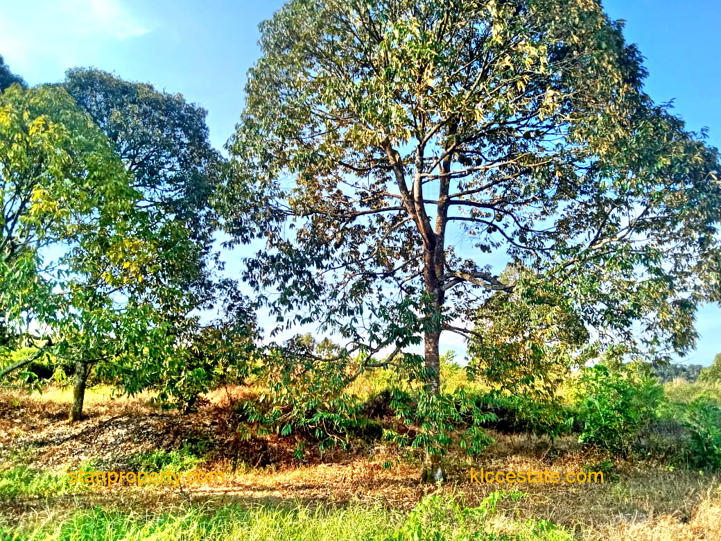 Jelebu Land