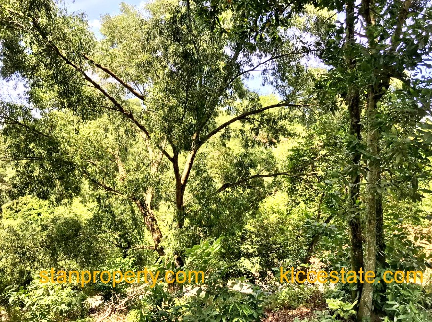 Property Malaysia For Sale