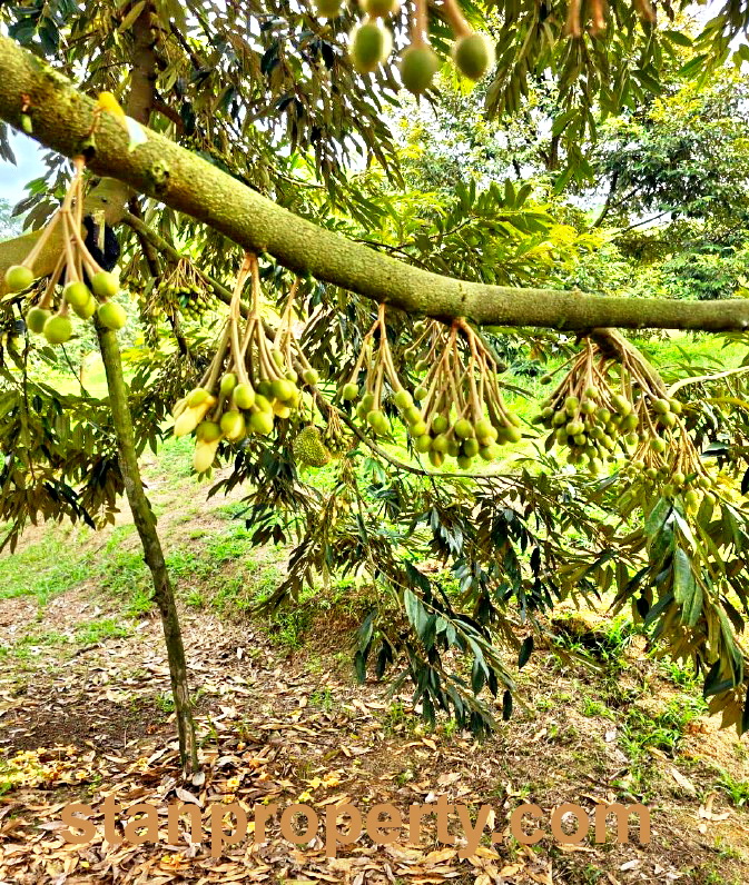 Stanproperty Semenyih Durian Farm