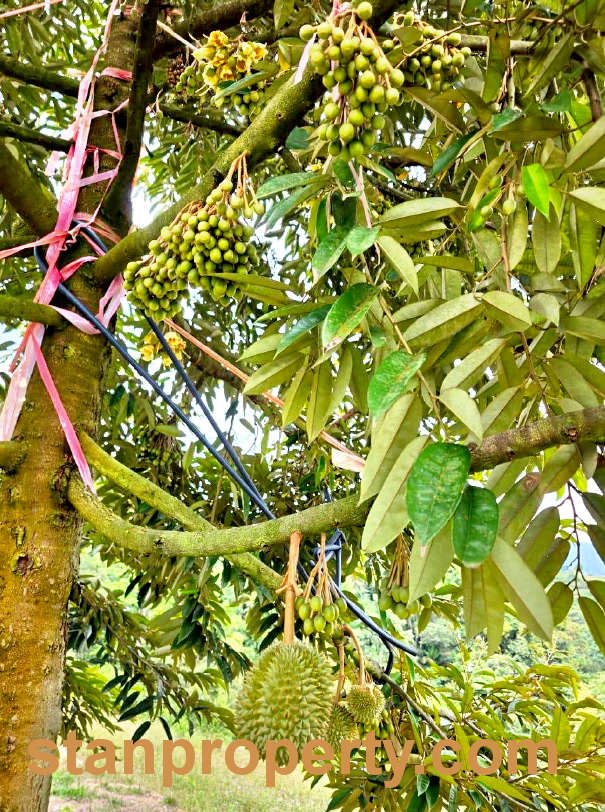 Stanproperty Semenyih Durian Farm
