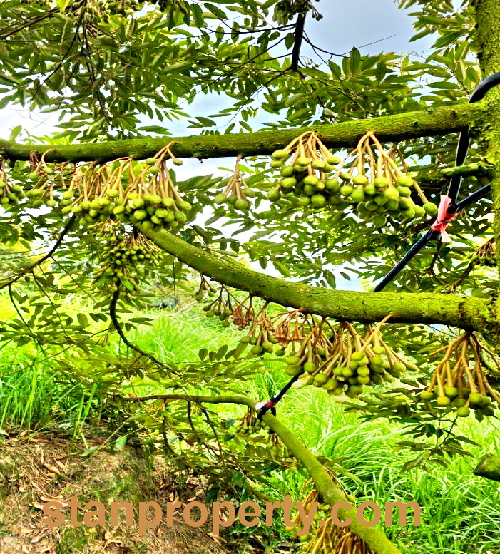 Stanproperty Semenyih Durian Farm