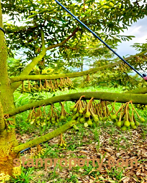 Stanproperty Semenyih Durian Farm