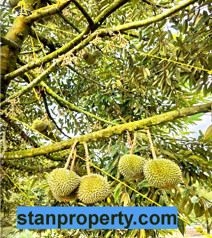 Stanproperty Property