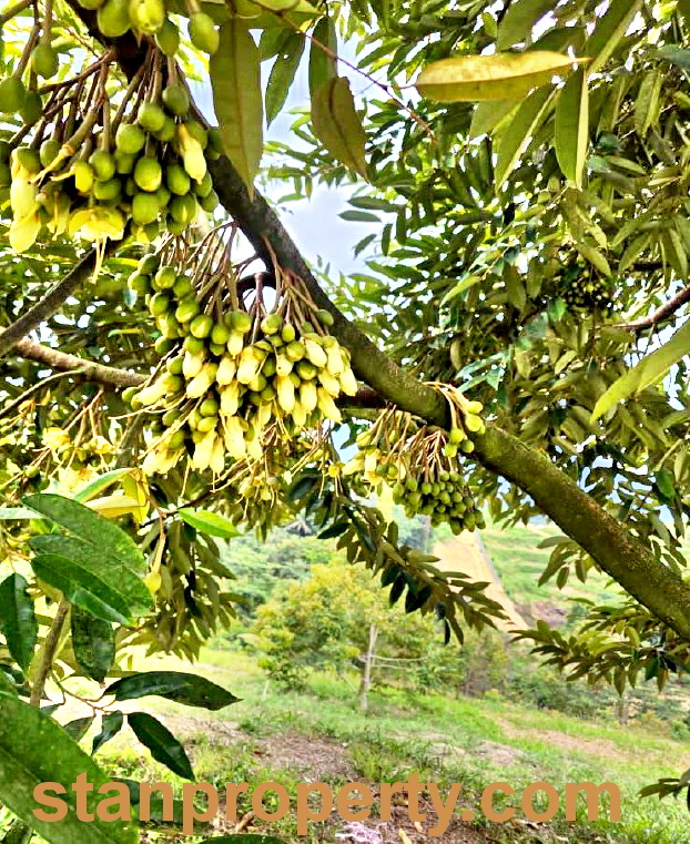 Stanproperty Durian Orchard