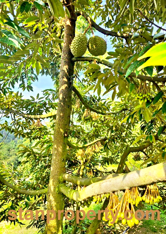 Stanproperty Durian Orchard
